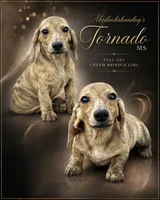 Cream Brindle AKC, a female Miniature Dachshund for sale in Oneonta, NY – 2 of 7