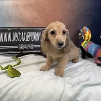Eng Cream, a male Miniature Dachshund for sale in Oneonta, NY – Photo 6 of 7
