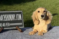 Eng Cream, a male Miniature Dachshund for sale in Oneonta, NY – 4 of 10