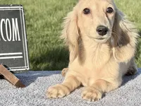 Eng Cream, a male Miniature Dachshund for sale in Oneonta, NY – 6 of 10