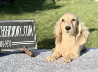 Eng Cream, a male Miniature Dachshund for sale in Oneonta, NY – 5 of 10