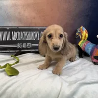Eng Cream, a male Miniature Dachshund for sale in Oneonta, NY – Photo 5 of 7