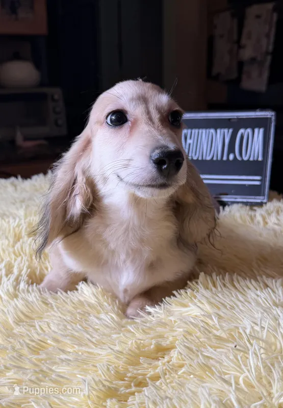 Eng Cream – Miniature Dachshund puppy for sale in Oneonta, NY