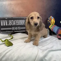 Eng Cream, a male Miniature Dachshund for sale in Oneonta, NY – Photo 7 of 7