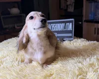 Eng Cream, a male Miniature Dachshund for sale in Oneonta, NY – Photo 10 of 10