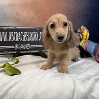Eng Cream, a male Miniature Dachshund for sale in Oneonta, NY – Photo 1 of 7