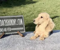 Eng Cream, a male Miniature Dachshund for sale in Oneonta, NY – 8 of 10