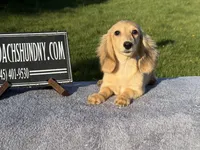 Eng Cream, a male Miniature Dachshund for sale in Oneonta, NY – 10 of 10