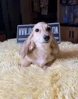 Eng Cream, a male Miniature Dachshund for sale in Oneonta, NY – Photo 9 of 10