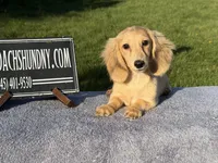 Eng Cream, a male Miniature Dachshund for sale in Oneonta, NY – 9 of 10