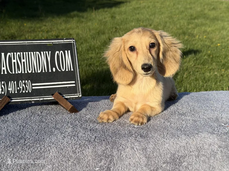 Eng Cream – Miniature Dachshund puppy for sale in Oneonta, NY