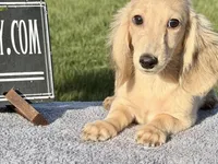 Eng Cream, a male Miniature Dachshund for sale in Oneonta, NY – 7 of 10