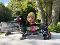 Russian, a female Miniature Dachshund for sale in Oneonta, NY – 7 of 9