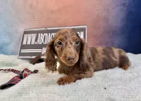 Russian Dapple, a male Miniature Dachshund for sale in Oneonta, NY – Photo 4 of 8