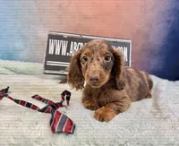 Russian Dapple, a male Miniature Dachshund for sale in Oneonta, NY – Photo 7 of 8