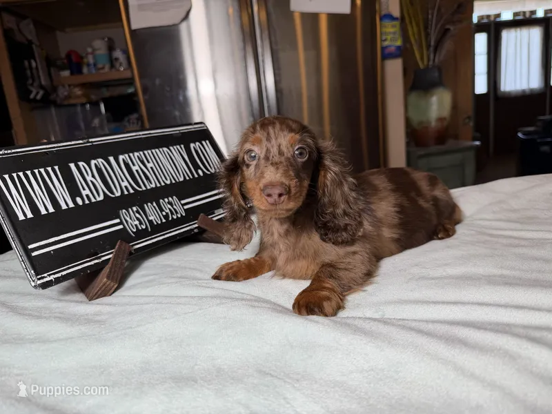 Russian Dapple – Miniature Dachshund puppy for sale in Oneonta, NY