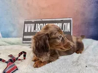 Russian Dapple, a male Miniature Dachshund for sale in Oneonta, NY – Photo 3 of 8