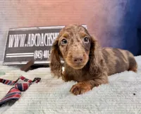 Russian Dapple, a male Miniature Dachshund for sale in Oneonta, NY – Photo 5 of 8