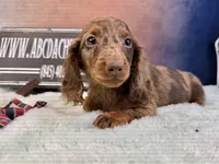 Russian Dapple, a male Miniature Dachshund for sale in Oneonta, NY – Photo 1 of 8