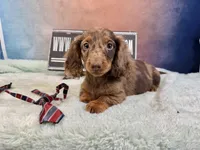 Russian Dapple, a male Miniature Dachshund for sale in Oneonta, NY – Photo 8 of 8