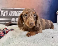Russian Dapple, a male Miniature Dachshund for sale in Oneonta, NY – Photo 6 of 8