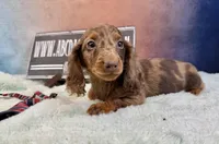 Russian Dapple, a male Miniature Dachshund for sale in Oneonta, NY – Photo 2 of 8