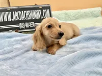 AKC S.African, a male Miniature Dachshund for sale in Oneonta, NY – 9 of 10