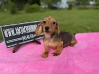 AKC IMPORT PRA Clear sale, a female Miniature Dachshund for sale in Oneonta, NY – 6 of 10