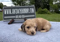 Dapple boy, a male Miniature Dachshund for sale in Oneonta, NY – 1 of 10