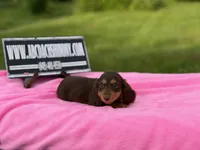 Russian, a female Miniature Dachshund for sale in Oneonta, NY – 2 of 9