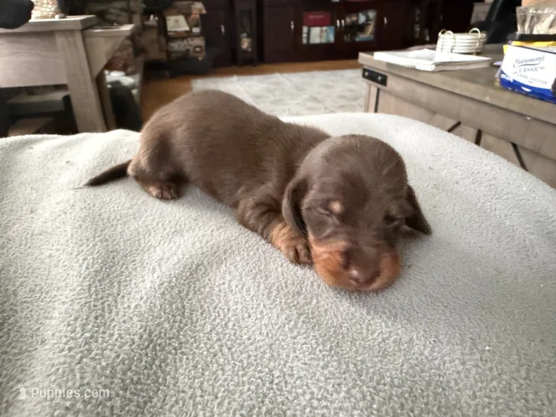 Champion bred LH male russian – Miniature Dachshund puppy for sale in Oneonta, NY