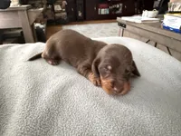 Champion bred LH male russian, a male Miniature Dachshund for sale in Oneonta, NY – 1 of 10
