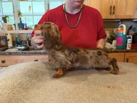 Russian akc, a male Miniature Dachshund for sale in Oneonta, NY – 6 of 7