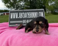 S.African AKC, a female Miniature Dachshund for sale in Oneonta, NY – 8 of 10