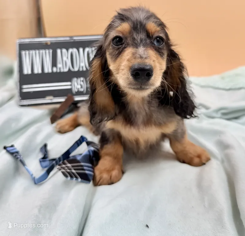 AKC Russian GCH MOM – Dachshund puppy for sale in Oneonta, NY