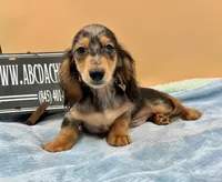 AKC Russian GCH MOM, a male Dachshund for sale in Oneonta, NY – 10 of 10