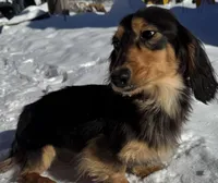 Import Full AKC , a female Miniature Dachshund for sale in Oneonta, NY – Photo 4 of 5