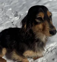 Import Full AKC , a female Miniature Dachshund for sale in Oneonta, NY – Photo 2 of 5