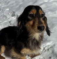 Import Full AKC , a female Miniature Dachshund for sale in Oneonta, NY – Photo 3 of 5