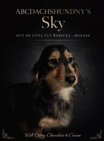 Import Full AKC , a female Miniature Dachshund for sale in Oneonta, NY – Photo 1 of 5