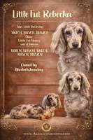 Import Full AKC , a female Miniature Dachshund for sale in Oneonta, NY – Photo 5 of 5