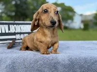 Smooth Brindle, a male Miniature Dachshund for sale in Oneonta, NY – 6 of 10