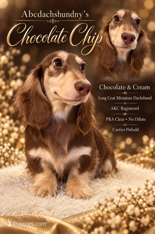 Choc cream AKC pra clear – Miniature Dachshund puppy for sale in Oneonta, NY