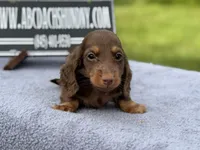 Russian, a male Miniature Dachshund for sale in Oneonta, NY – 2 of 10