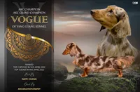 Champion bred LH male russian, a male Miniature Dachshund for sale in Oneonta, NY – 9 of 10
