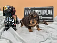 Russian AKC , a female Miniature Dachshund for sale in Oneonta, NY – 3 of 8