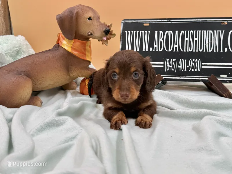 Russian AKC show line – Miniature Dachshund puppy for sale in Oneonta, NY