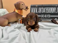 Russian AKC show line, a male Miniature Dachshund for sale in Oneonta, NY – 1 of 8