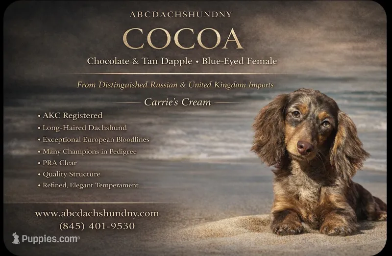 Full AKC import BL EYE