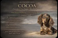 Full AKC import BL EYE, a female Miniature Dachshund for sale in Oneonta, NY – Photo 1 of 3